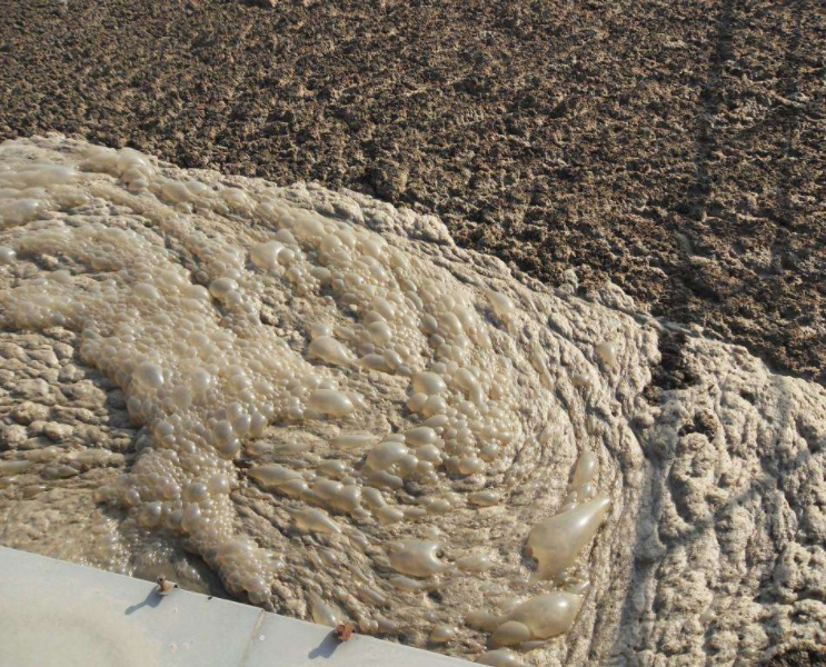 (圖:污水處理生化池泡沫多)