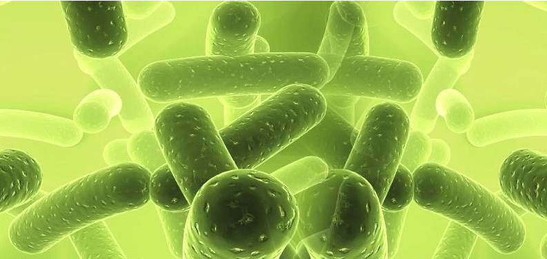 (圖:微生物發(fā)酵)